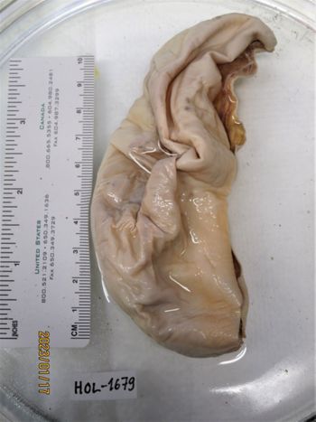 Media type: image;   Invertebrate Zoology HOL-1679 Description: Preserved specimen.;